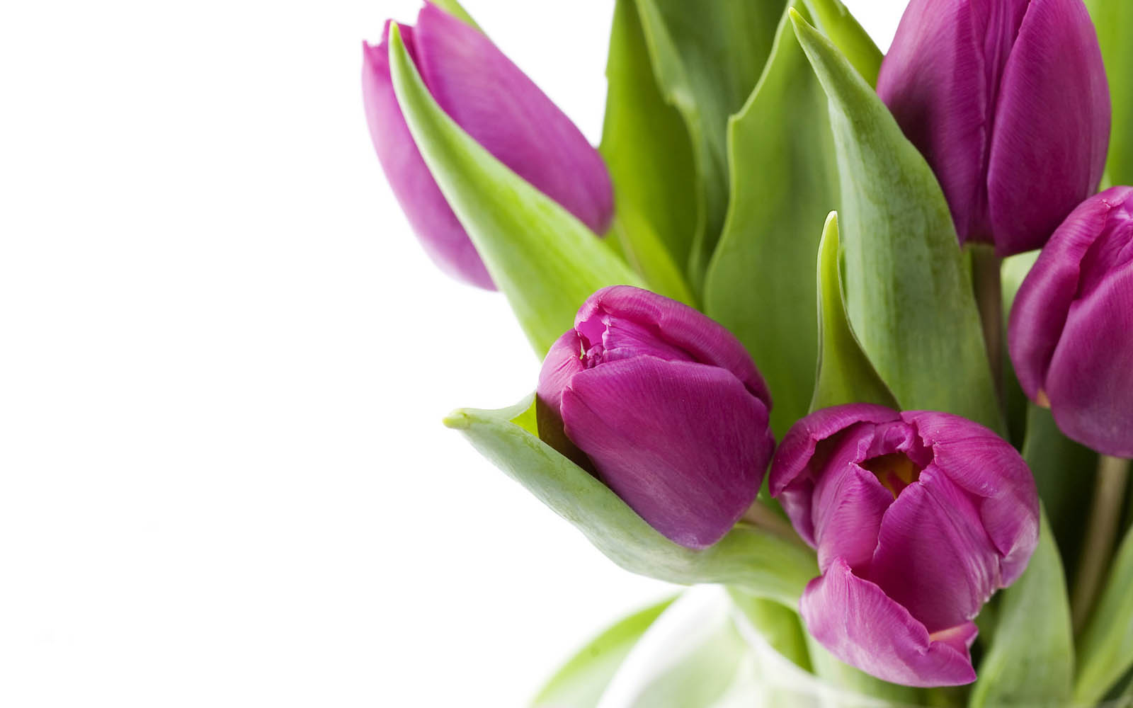 Purple Flower Desktop Backgrounds Tulips High Resolution - Free Wallpaper Tulip Flower , HD Wallpaper & Backgrounds