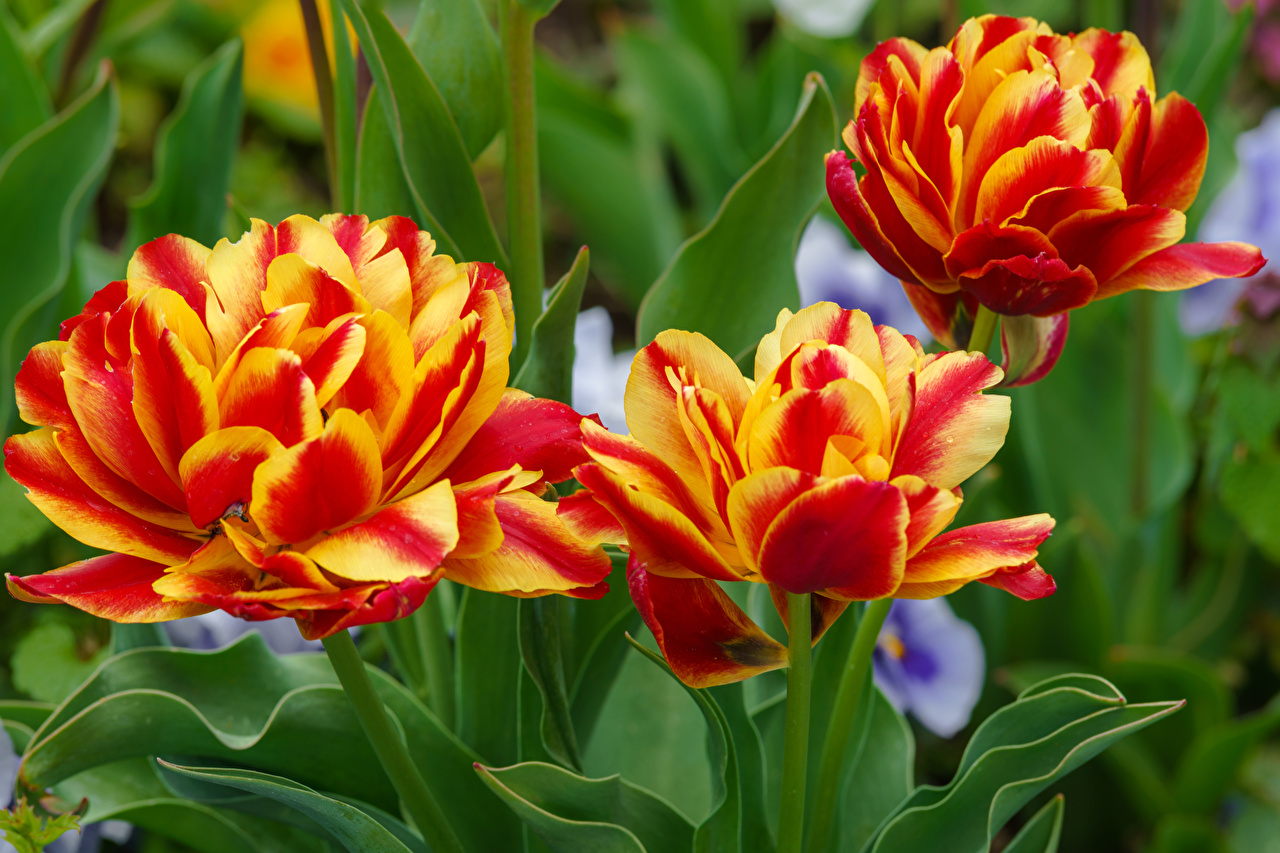 Sprenger's Tulip , HD Wallpaper & Backgrounds