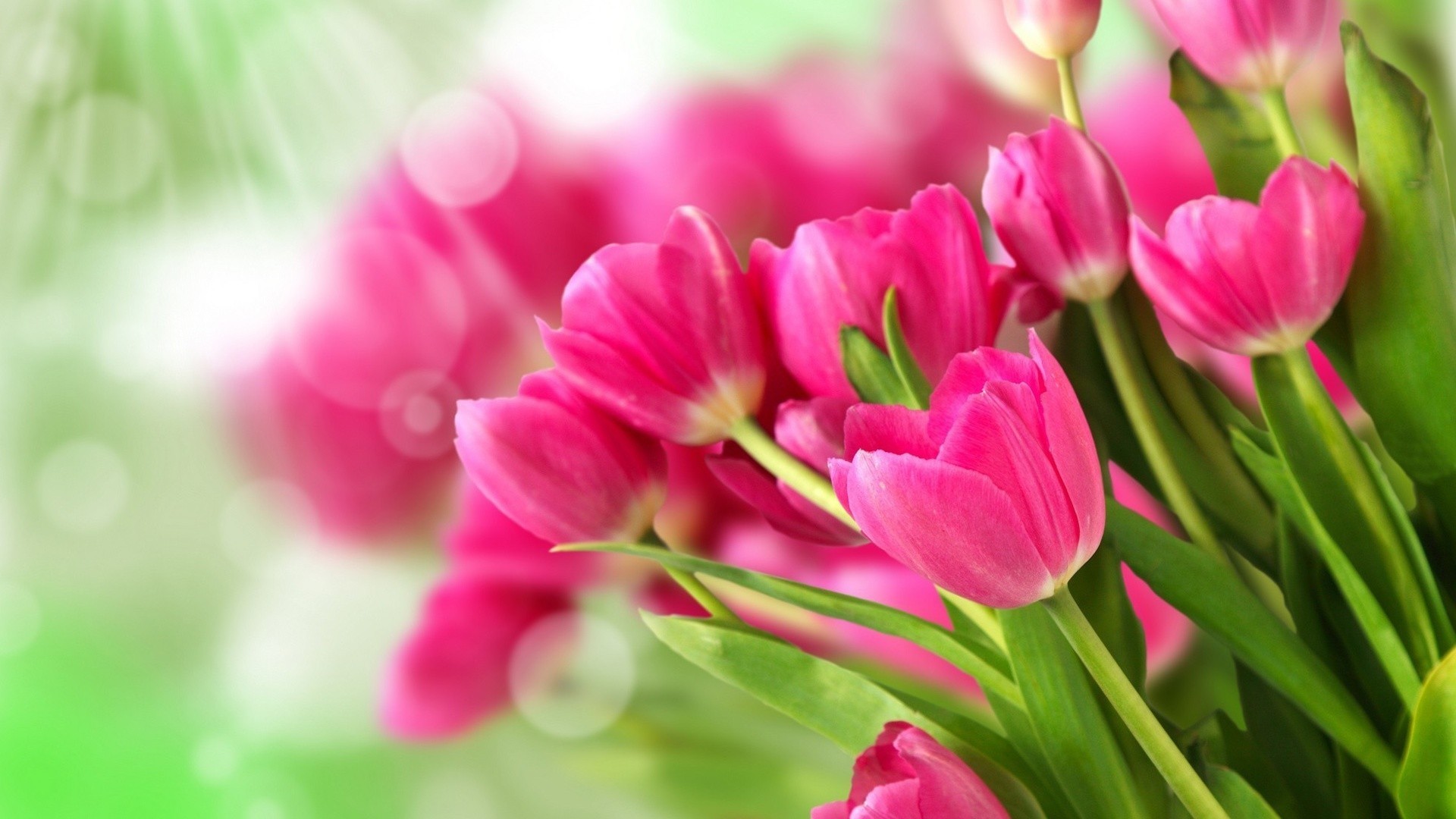 Free Tulip Wallpaper 
 Data Src Best Pink Tulips Wallpaper - Beautiful Wallpaper Of Tulip , HD Wallpaper & Backgrounds