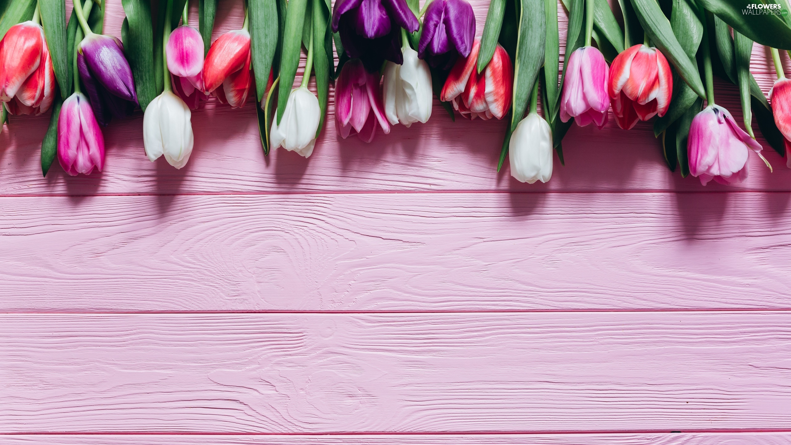 Pink, Boarding, Color, Tulips, Flowers - Kwiaty Tapeta Na Pulpit , HD Wallpaper & Backgrounds