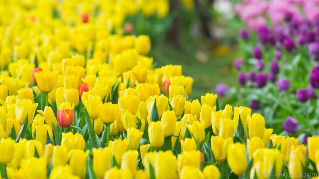 Hd Yellow Tulip Flower , HD Wallpaper & Backgrounds