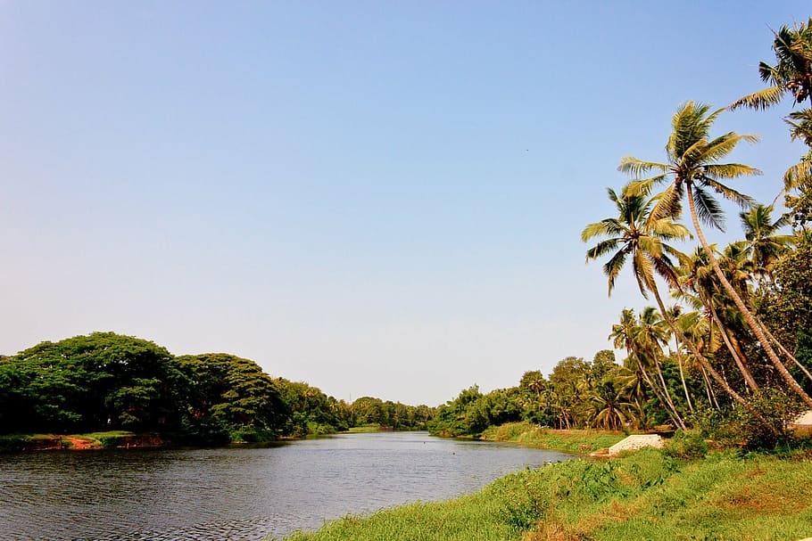 Backwaters, India, Kerala, Palm, Nature, Tree, Forest, - Kerala Nature , HD Wallpaper & Backgrounds