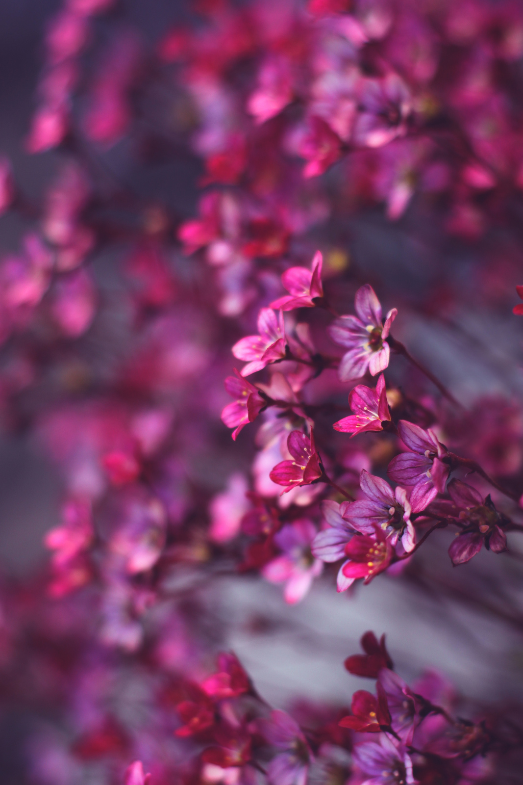 Pink Flowers Macro Wallpaper - Pink Flower Wallpaper For Phone , HD Wallpaper & Backgrounds