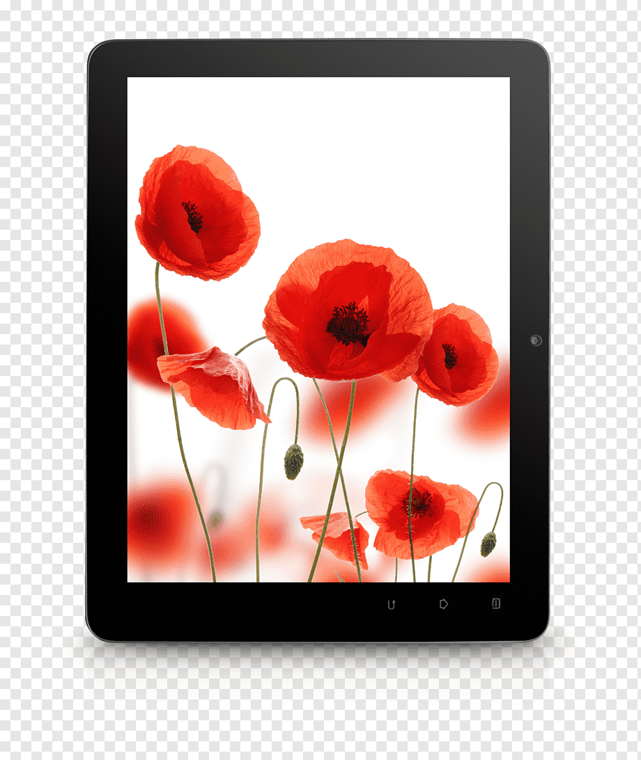 Poppy Desktop Android Display Resolution, Anemone, , HD Wallpaper & Backgrounds