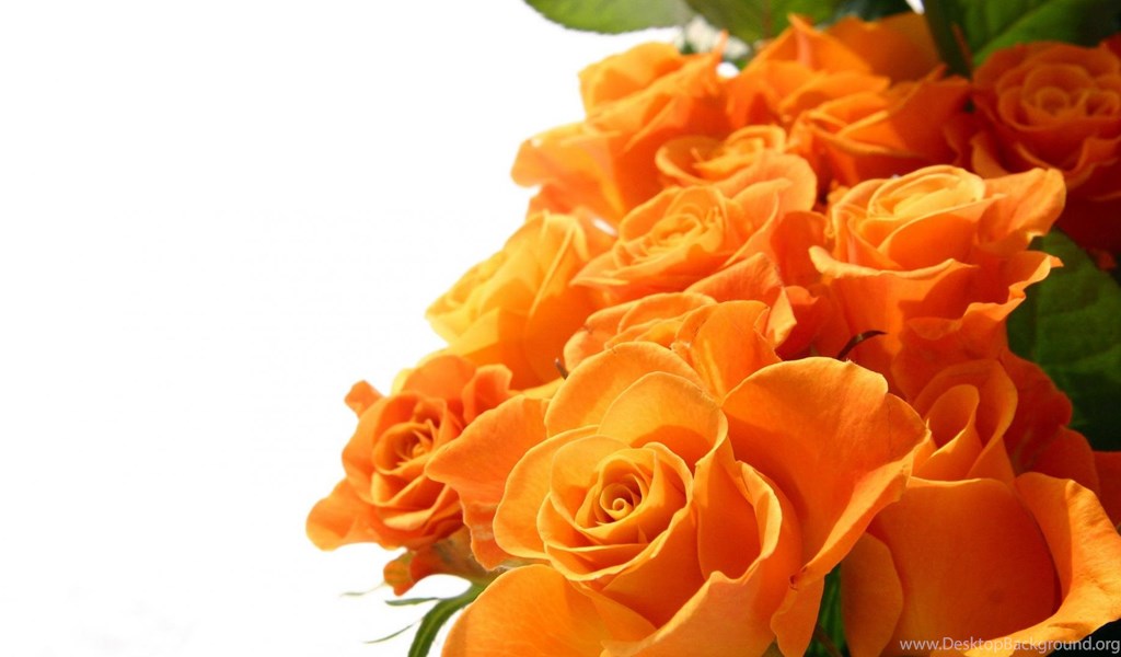 Flowers Rose Flower Hd Wallpapers - Goodmorning Images For Orange Rose , HD Wallpaper & Backgrounds