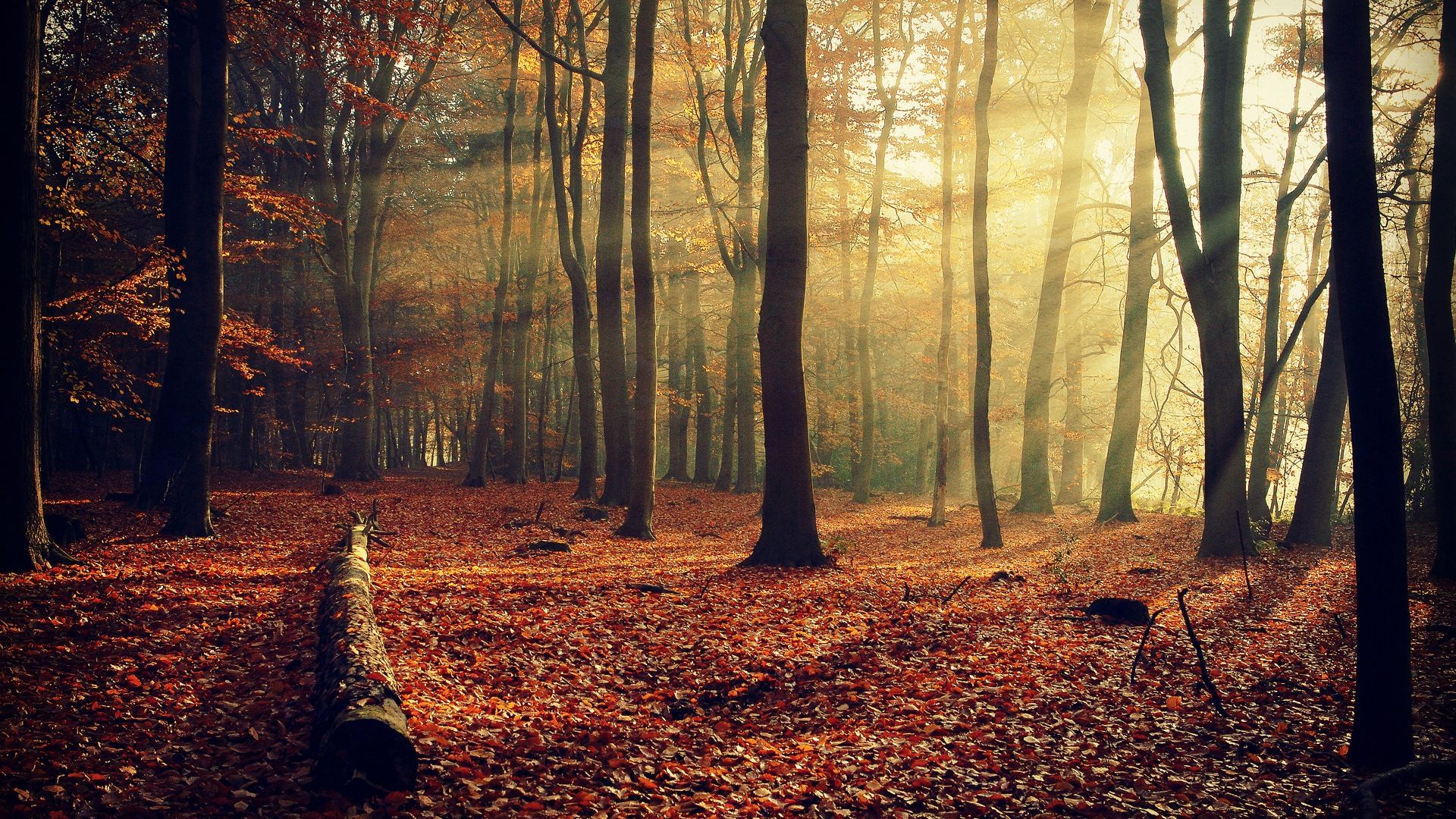 Fall Forest Background Hd , HD Wallpaper & Backgrounds