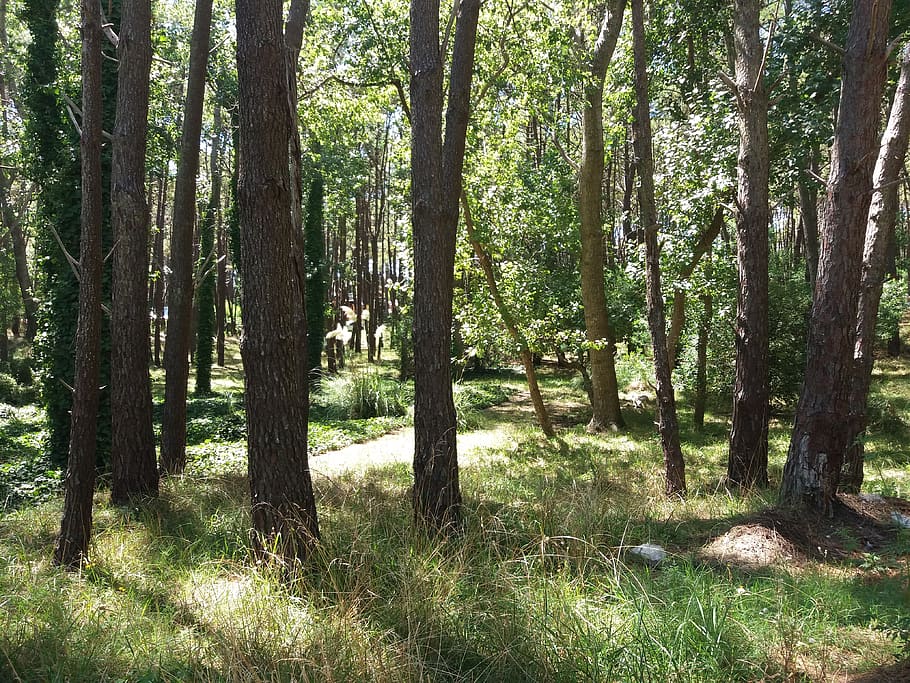 Argentina, Villa Gesell, Mardelaspampas - Spruce-fir Forest , HD Wallpaper & Backgrounds