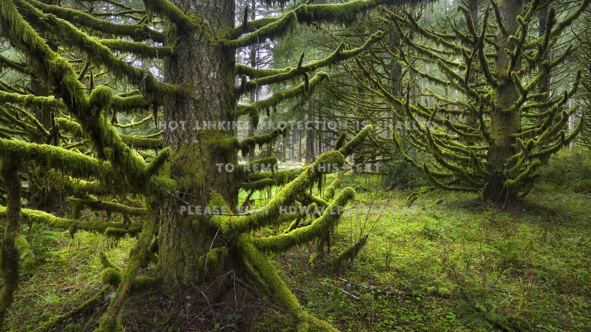 Arbol Bosque Hd Arboles Verde Nature Forests - Forest , HD Wallpaper & Backgrounds