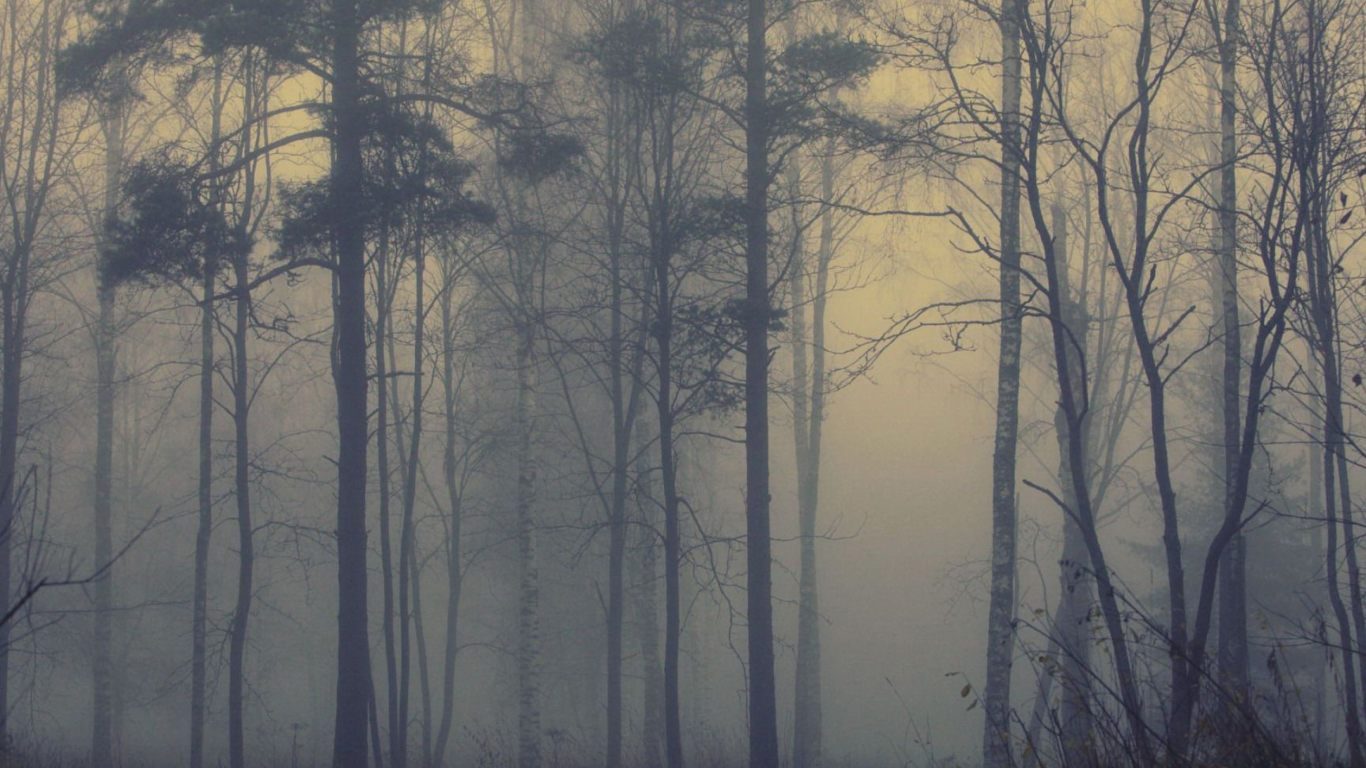 Bosque Con Niebla - Fondos De Pantalla Niebla , HD Wallpaper & Backgrounds