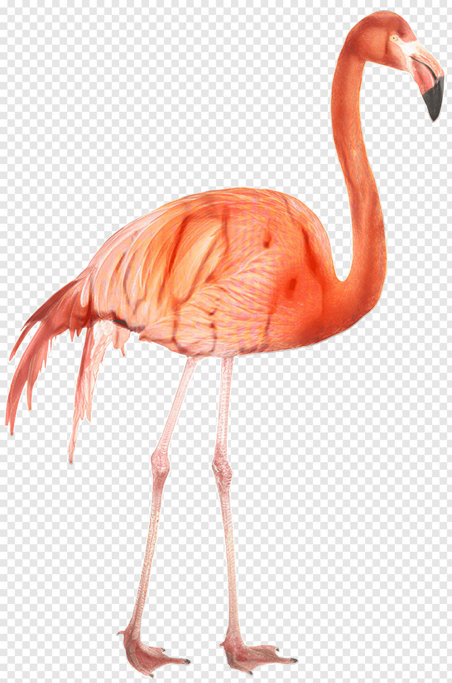 Pink Flamingo, Encapsulated Postscript, Desktop Wallpaper, - Greater Flamingo , HD Wallpaper & Backgrounds