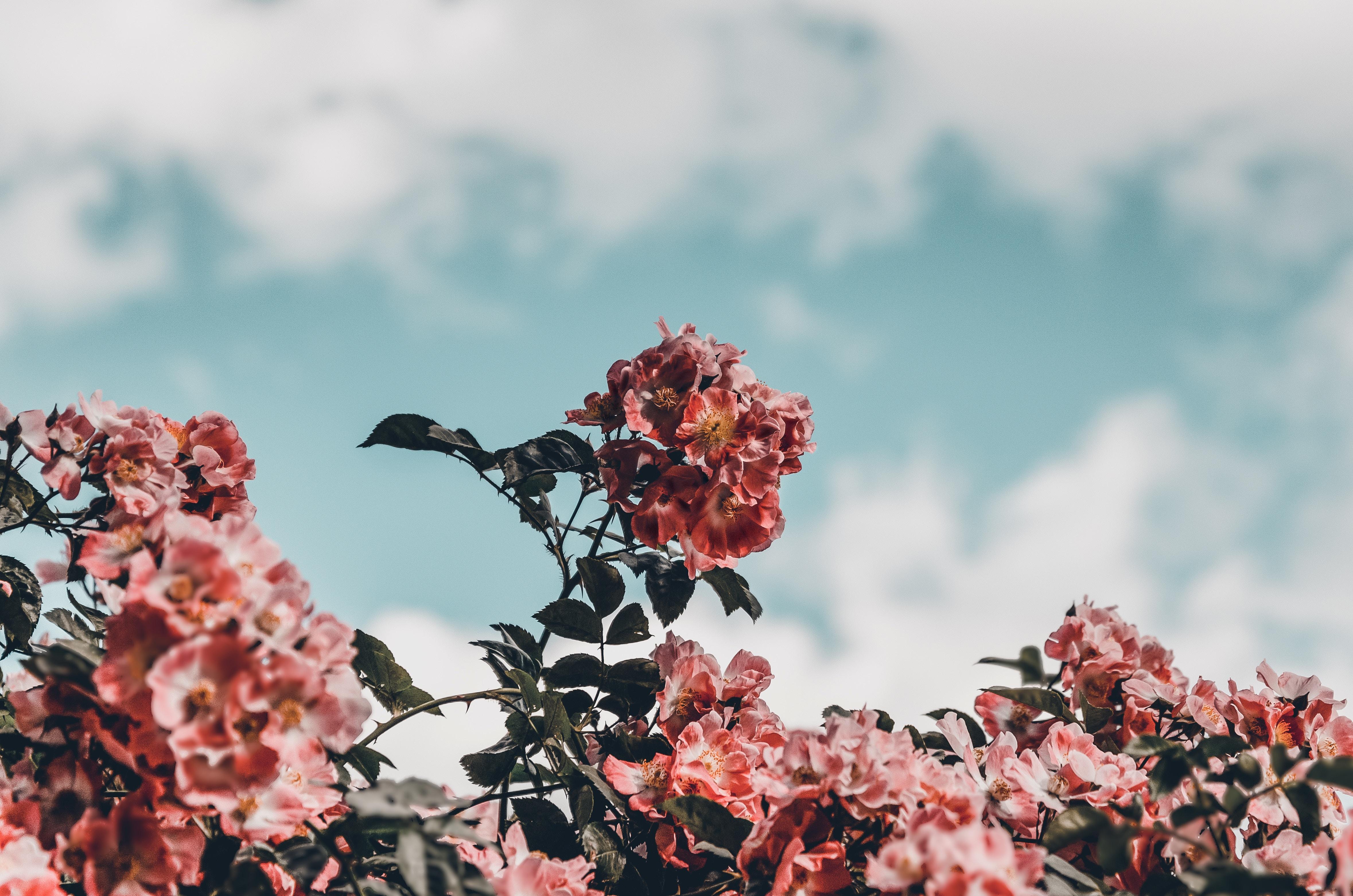 Flowers, Bloom, Bush, Sky - Flower Background , HD Wallpaper & Backgrounds