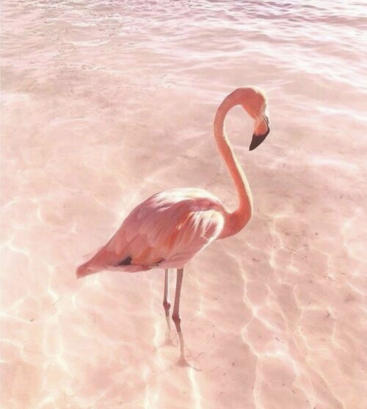 Pink Aesthetic Flamingo , HD Wallpaper & Backgrounds