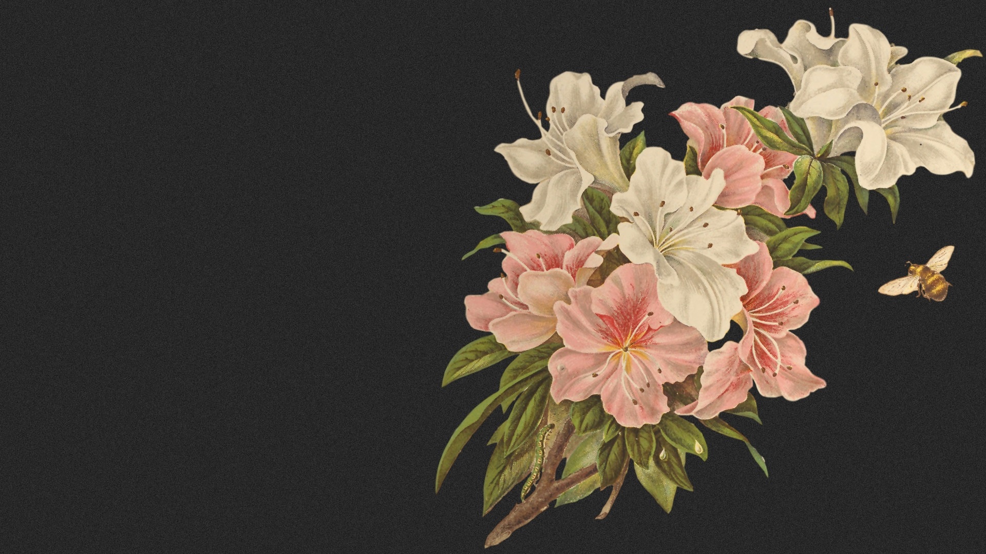 Bouquet , HD Wallpaper & Backgrounds