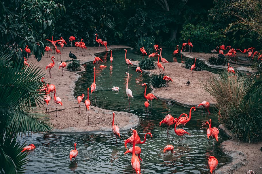 Wildlife Photography Flock Of Flamingo, Flock Of Pink - Flamingo Desktop Background Wide , HD Wallpaper & Backgrounds