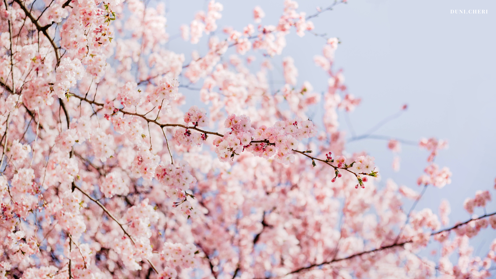 Download Cherry Blossom Wallpaper Kostenlos Desktop Hintergr 252 nde On 
