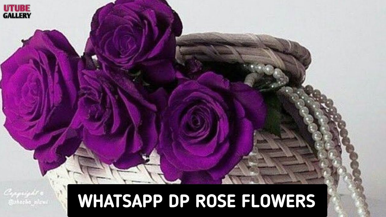 Flower Images For Whatsapp Dp , HD Wallpaper & Backgrounds