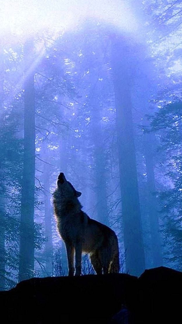 Wallpapers Iphone Lone Wolf - Twilight Jacob X Bella , HD Wallpaper & Backgrounds