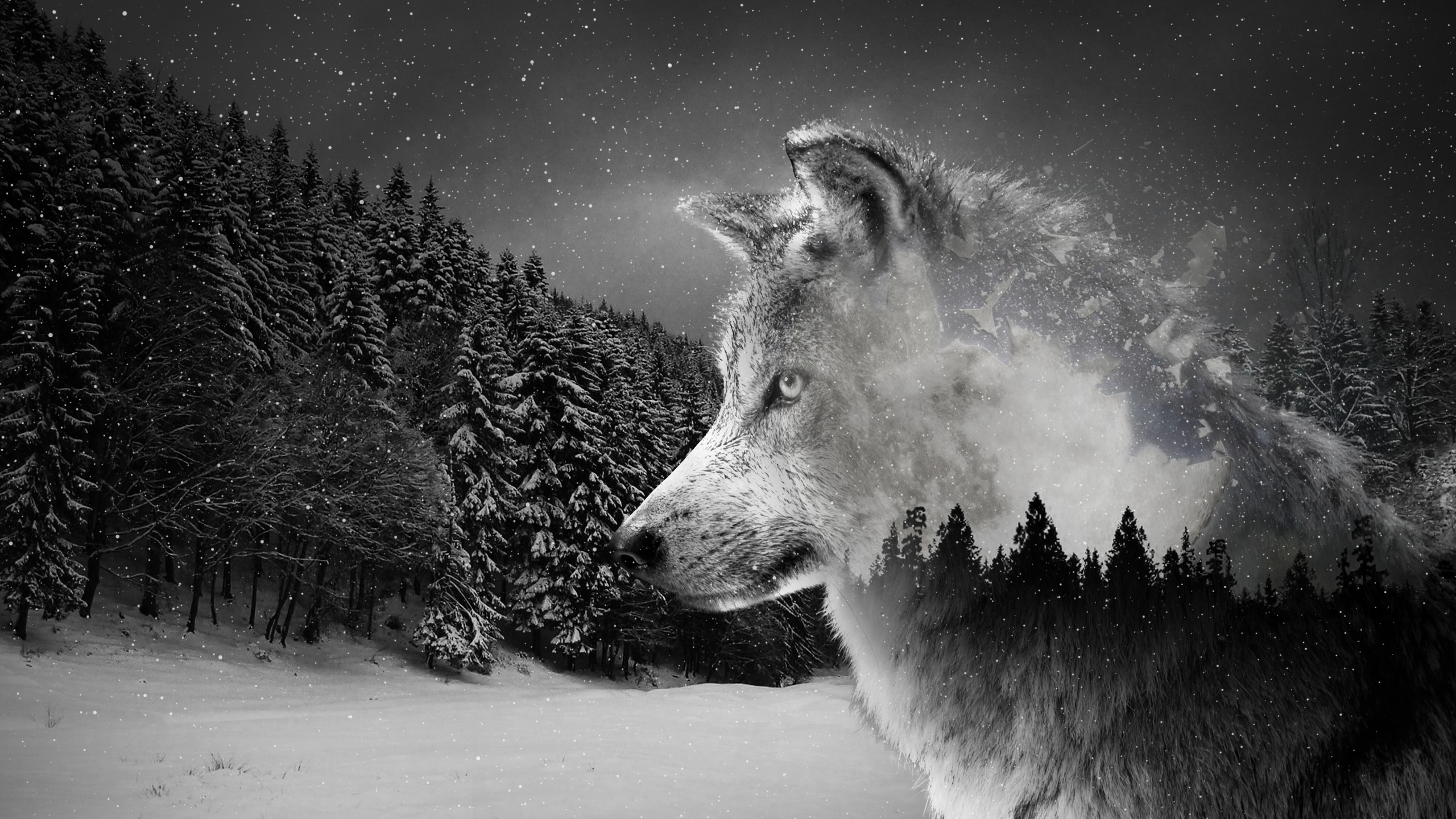Lone Wolf Wallpaper , HD Wallpaper & Backgrounds