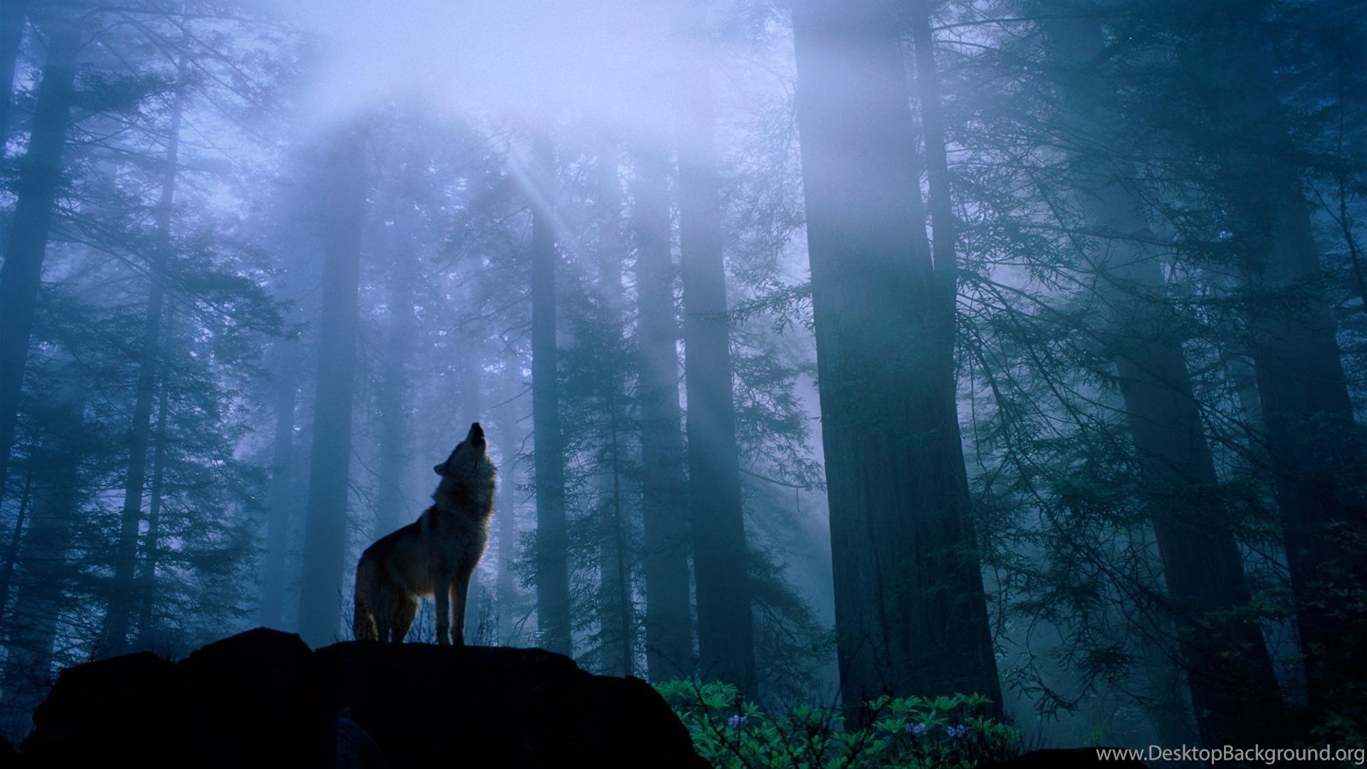 Howling Wolf At Night , HD Wallpaper & Backgrounds