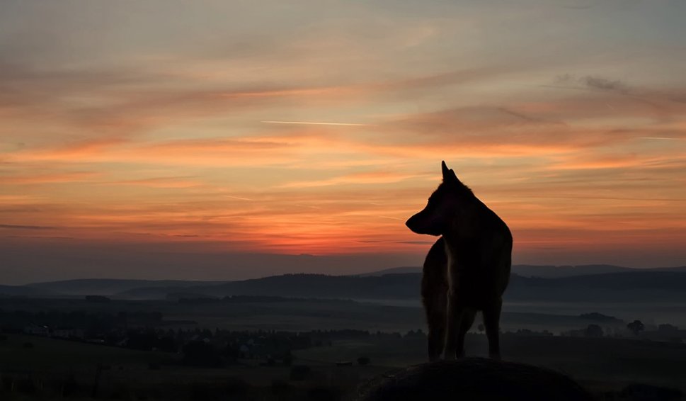 Lone Wolf Wallpaper Forwallpapercom - Lone Wolf Sunset , HD Wallpaper & Backgrounds