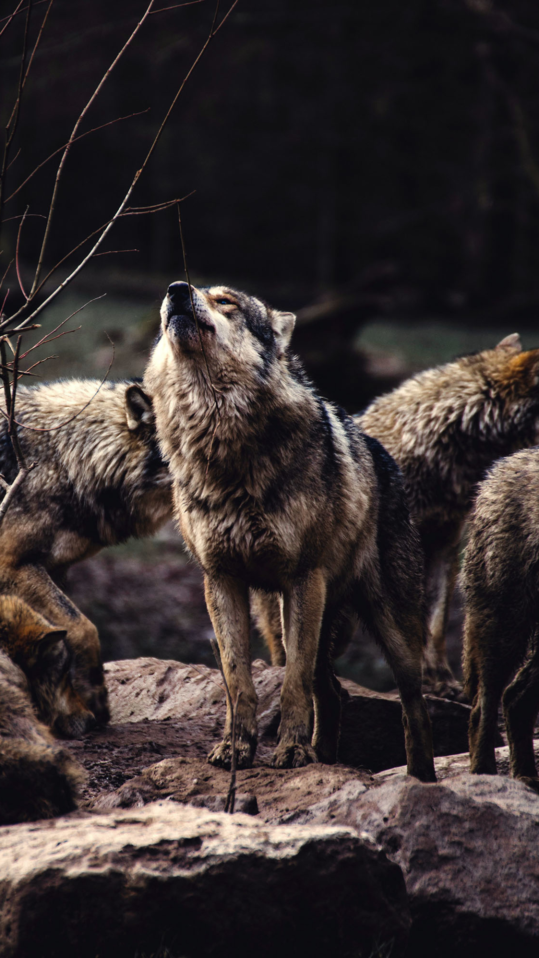 Wallpaper - Wolf Pack Wallpaper For Phone , HD Wallpaper & Backgrounds