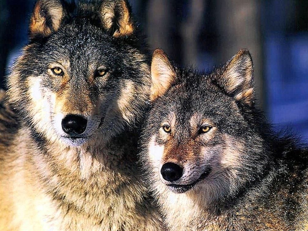 Gambar Wallpapers White Wolf - Two Wolves , HD Wallpaper & Backgrounds
