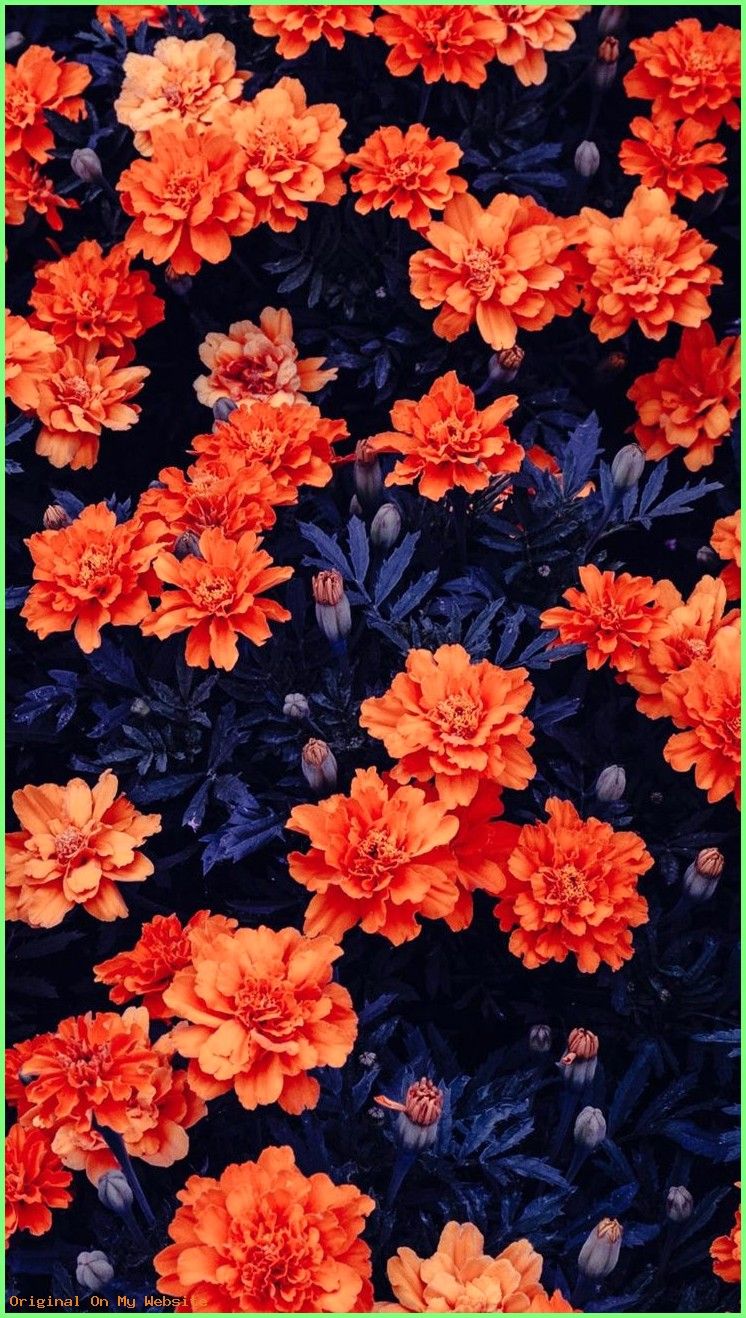 Orange Wallpaper Flower , HD Wallpaper & Backgrounds
