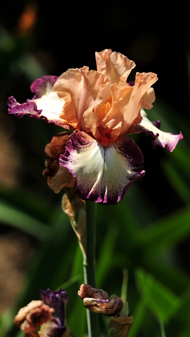 Pictures For Mobile Screen - Iris , HD Wallpaper & Backgrounds