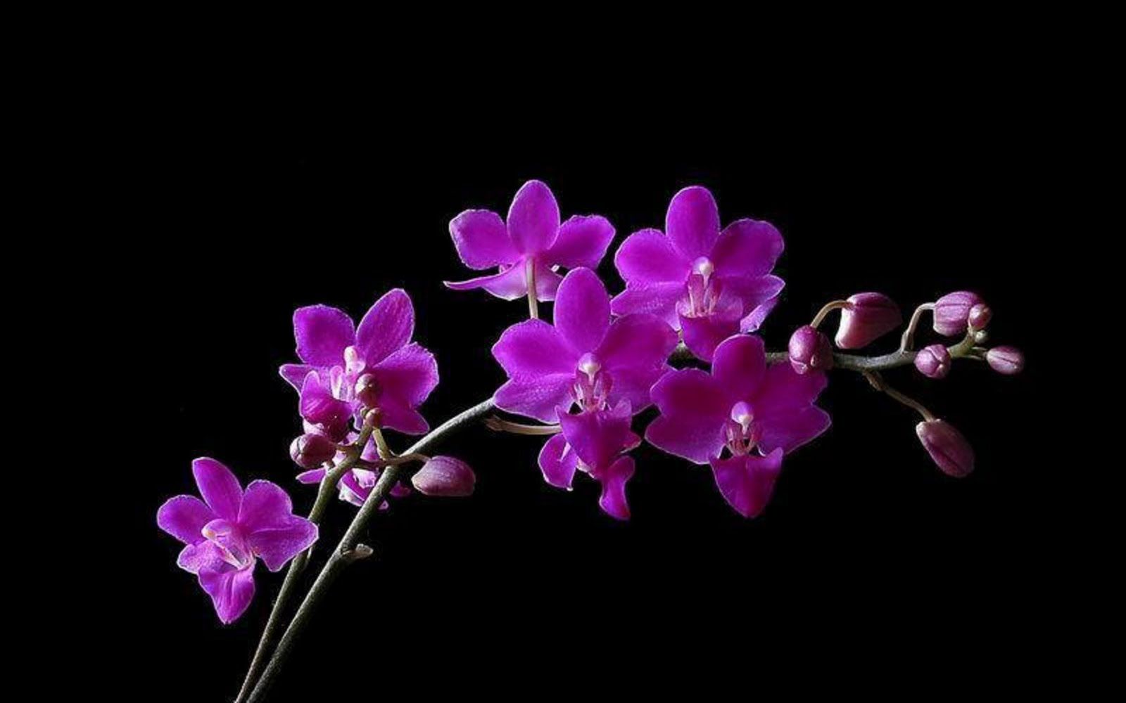 Beautiful Orchid Flower Hd , HD Wallpaper & Backgrounds