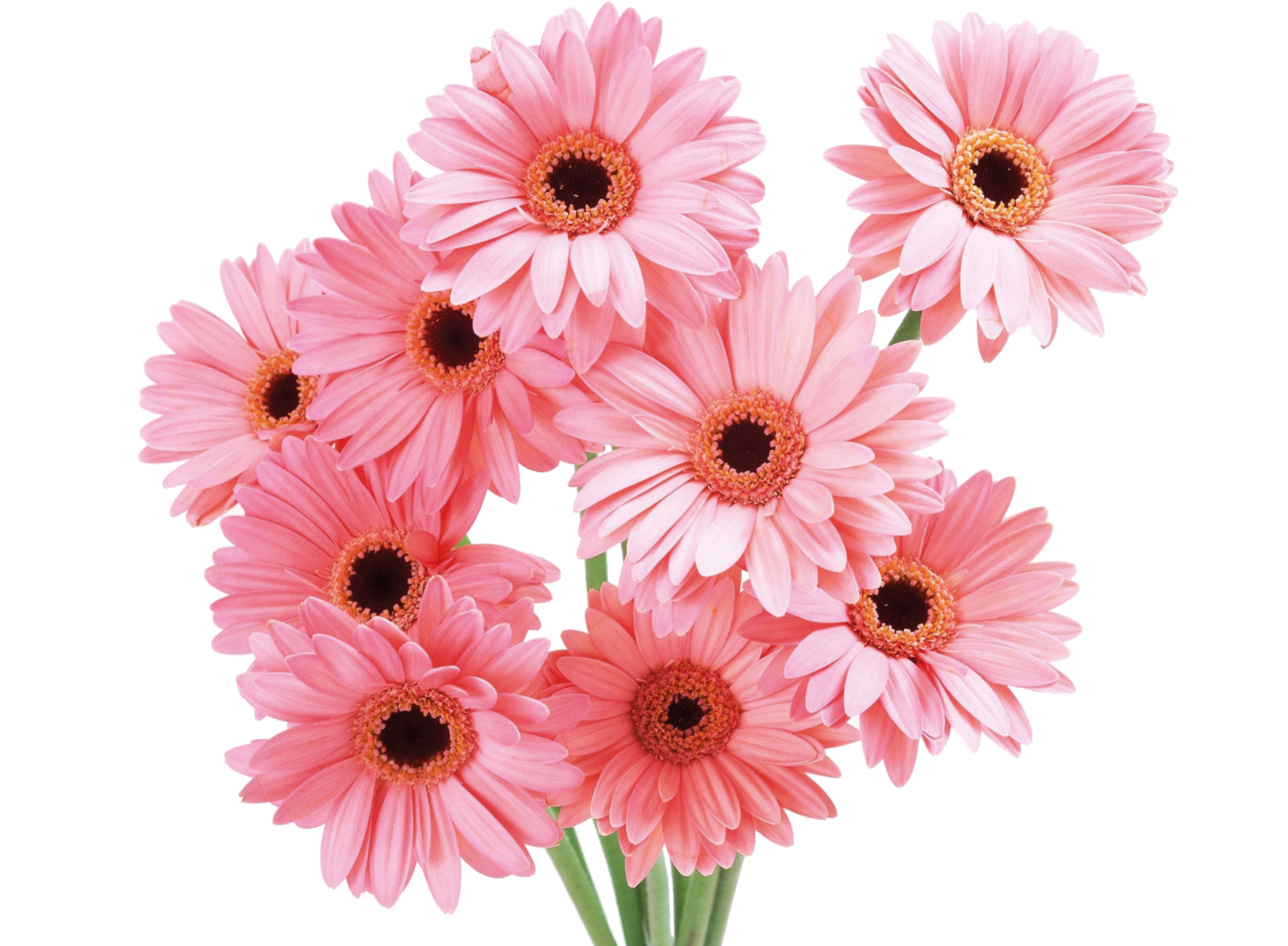 Transvaal Daisy Flower Rose - Pink Daisy Bouquet Png , HD Wallpaper & Backgrounds