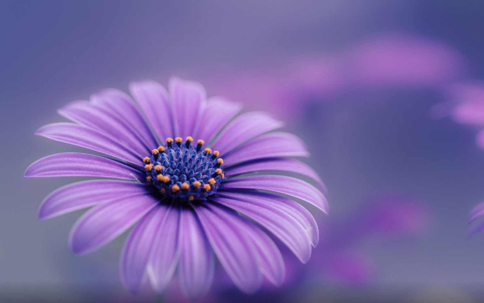 Hd Flower Wallpaper 1080p Backgrounds Blue Flowers , HD Wallpaper & Backgrounds
