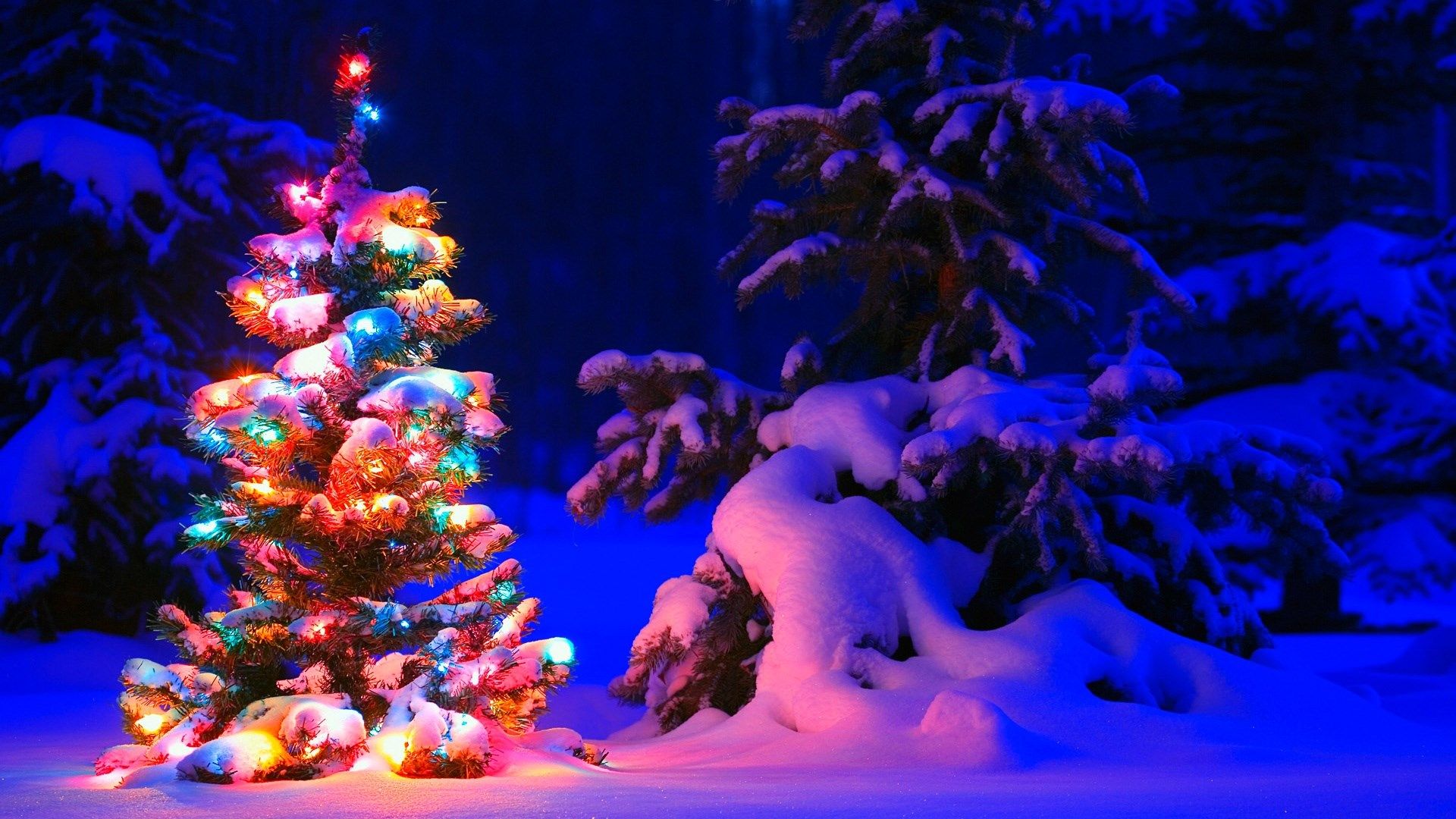 Christmas Tree In Snow , HD Wallpaper & Backgrounds