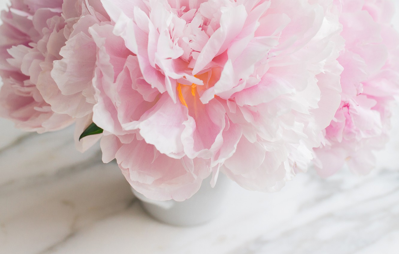 Photo Wallpaper Flowers, Bouquet, Marble, Pink, Flowers, - Common Peony , HD Wallpaper & Backgrounds