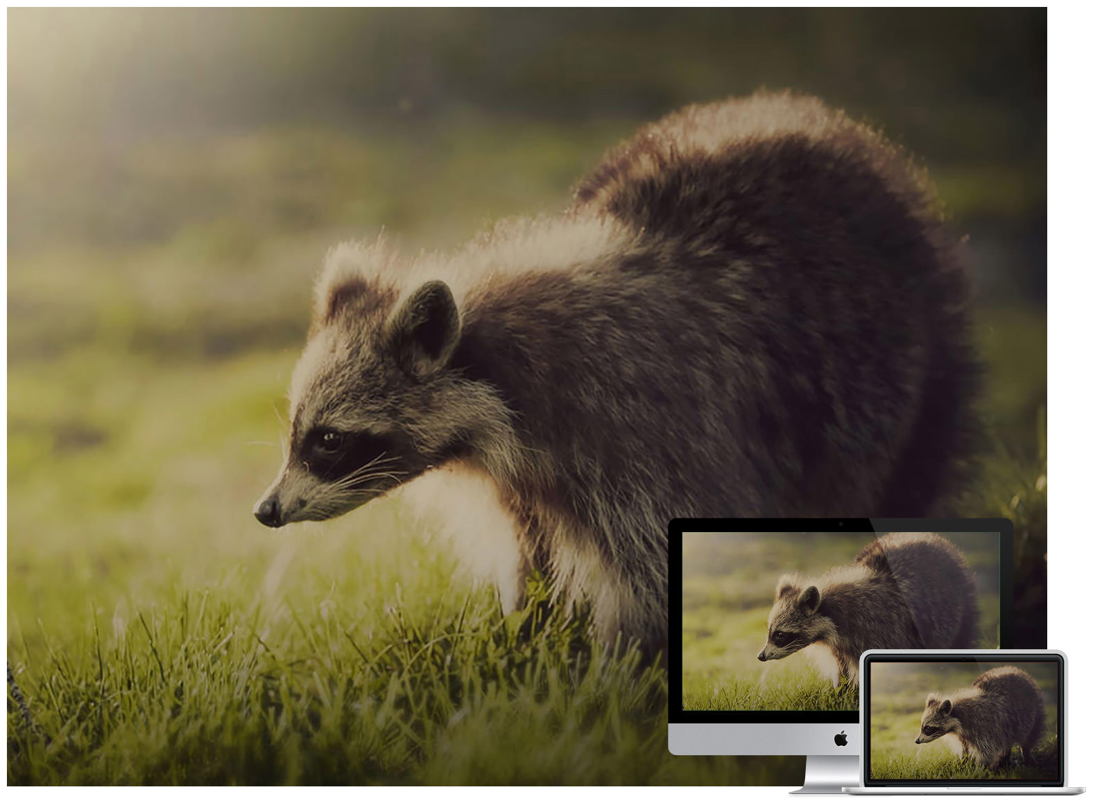 Wildlife Animal Wallpapers - Raccoon , HD Wallpaper & Backgrounds