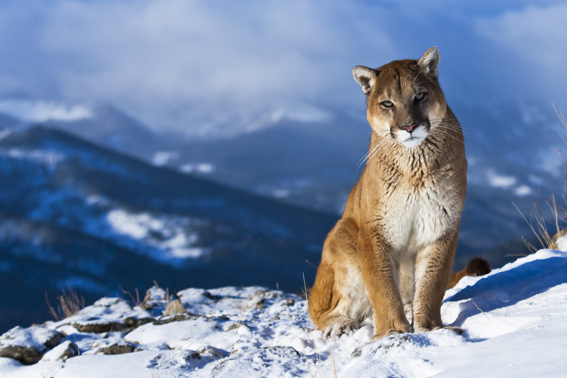 My Wild Animals Safari Animal Hd Wallpapers Mystart - Puma De Los Andes , HD Wallpaper & Backgrounds