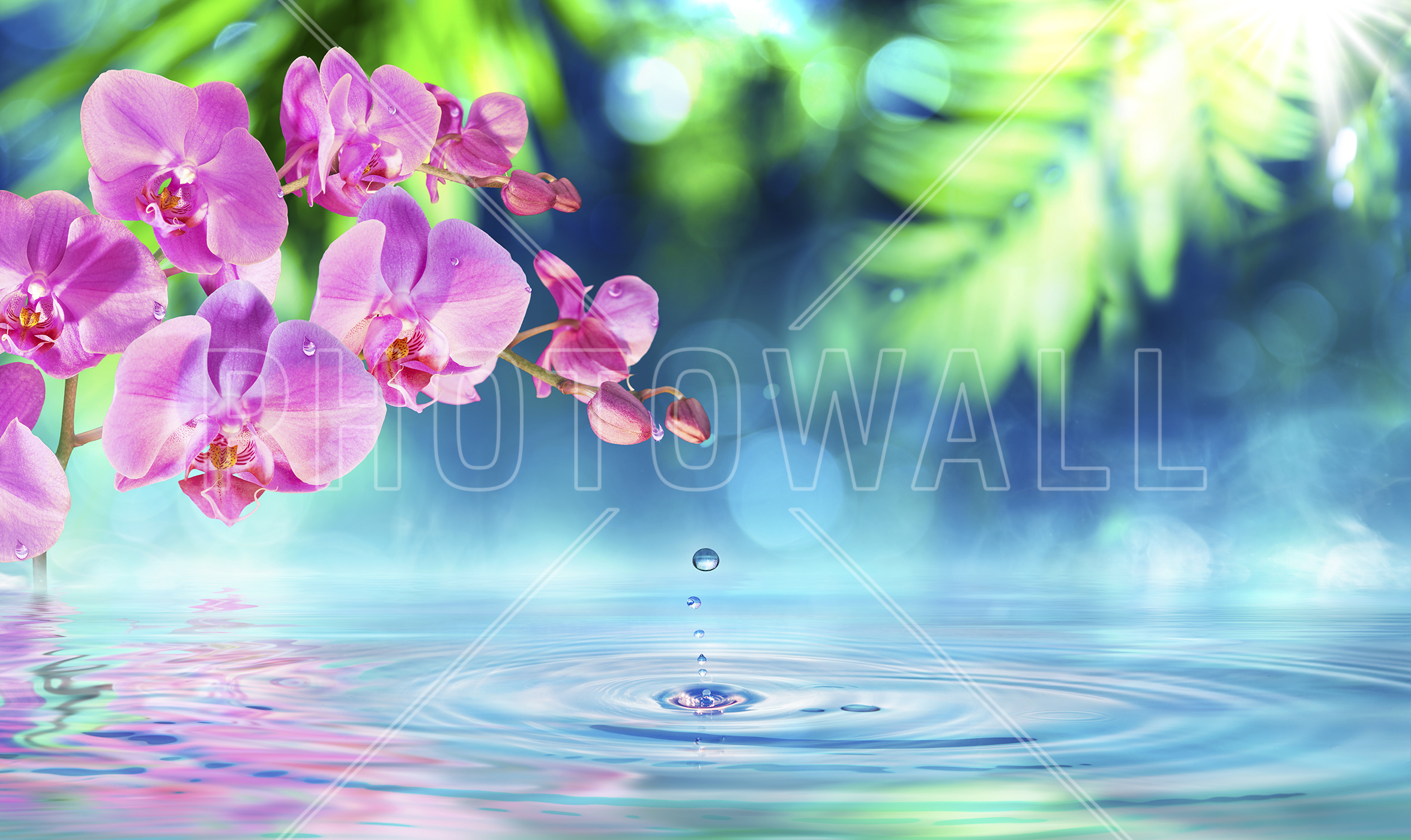 Zen Spa Orchid - Flower Hd Wallpaper For Pc , HD Wallpaper & Backgrounds