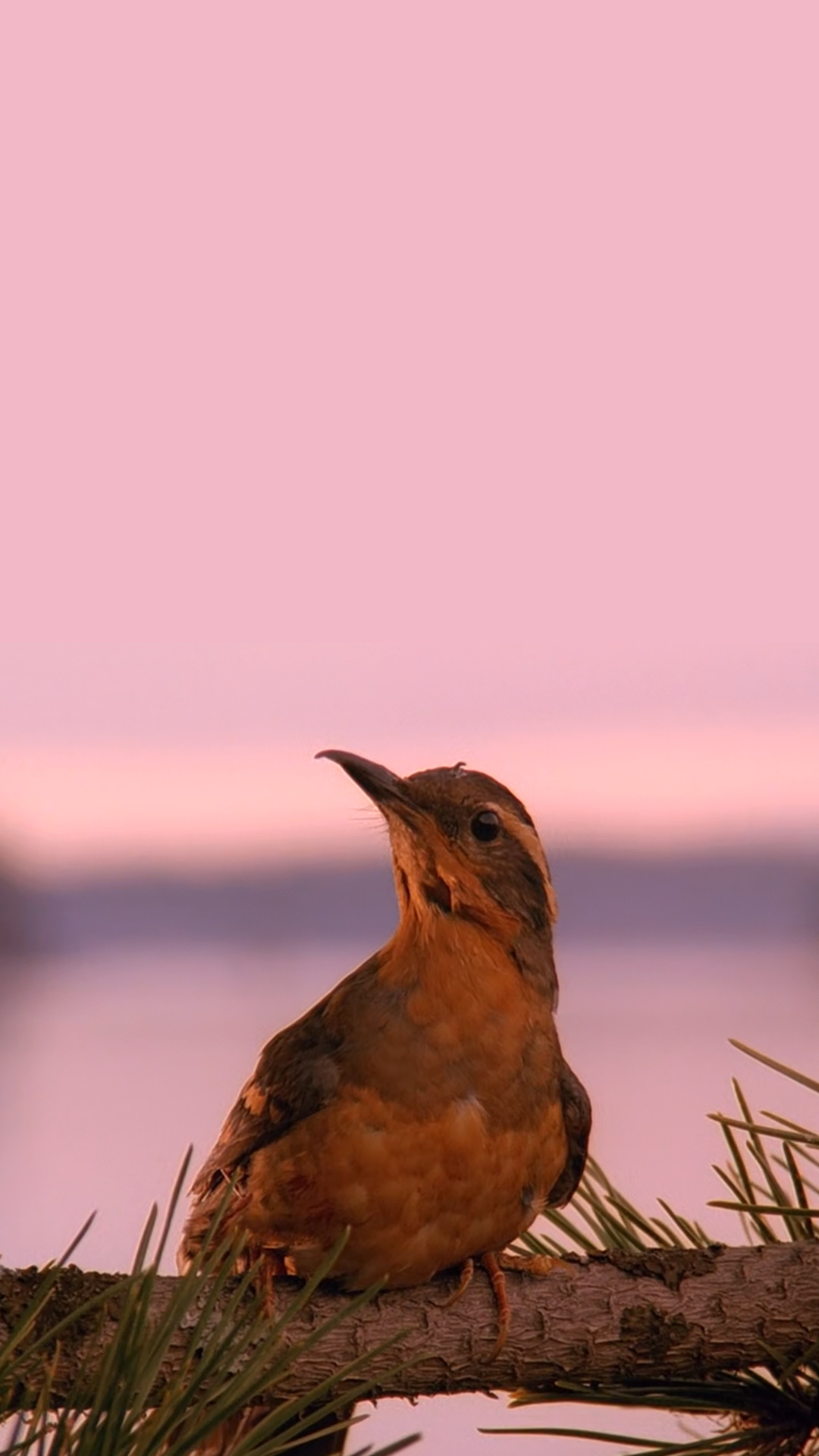 Mobile Wallpaper - Twin Peaks Bird , HD Wallpaper & Backgrounds