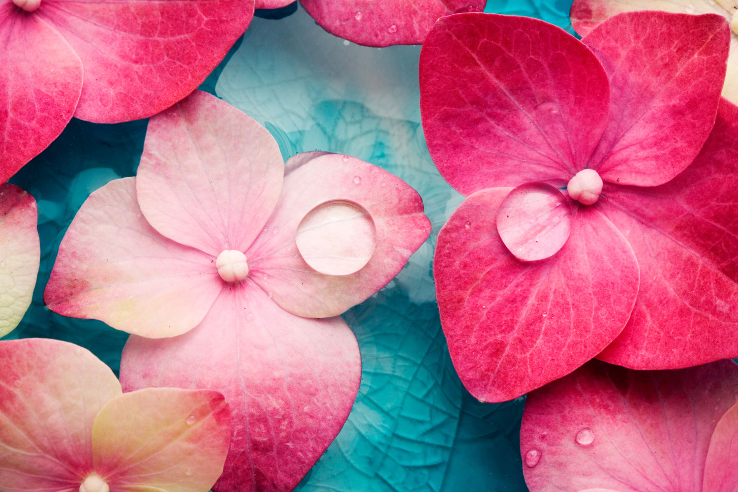 Spa Pink Flowers - Pink Palette Combination , HD Wallpaper & Backgrounds