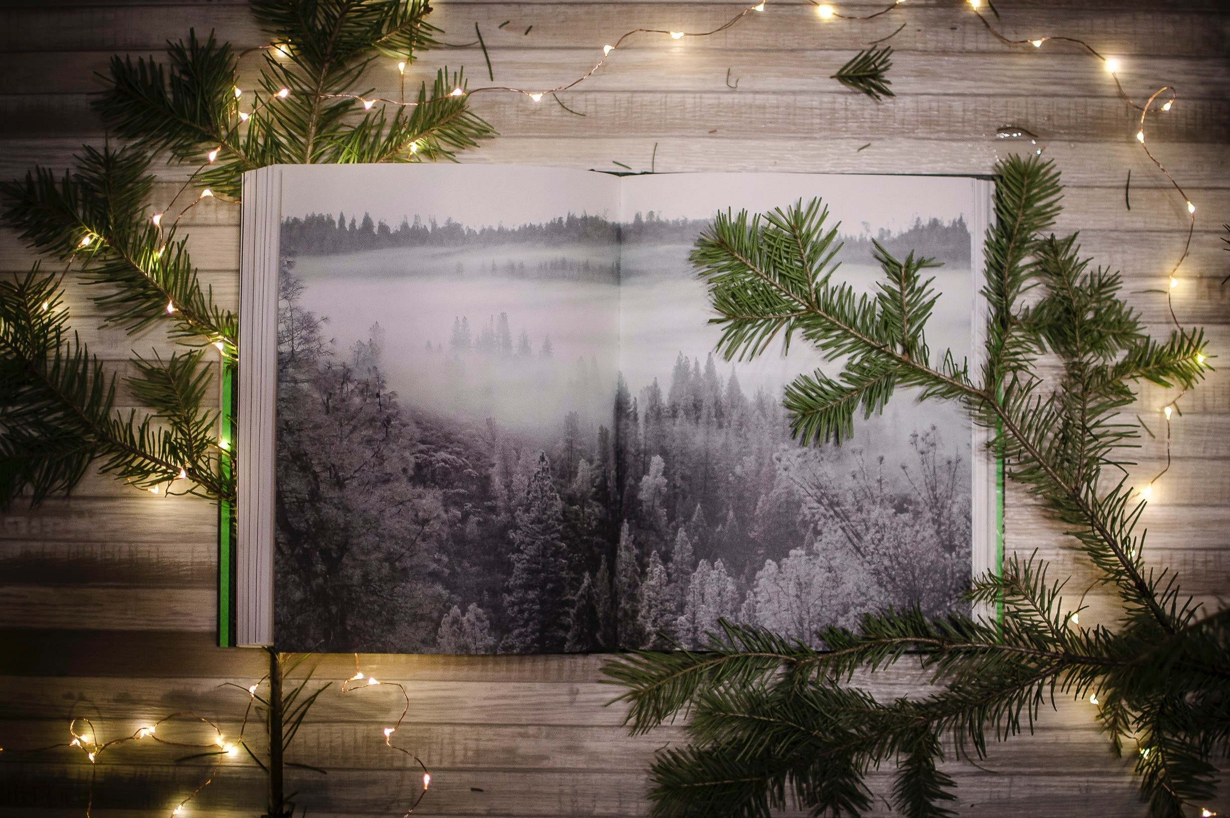 Tree , HD Wallpaper & Backgrounds