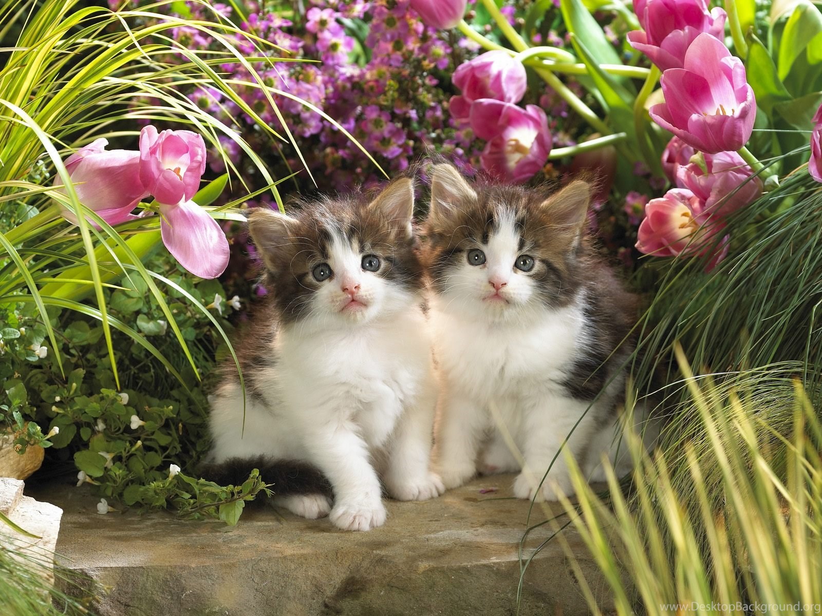 Sweet And Cute Backgrounds Wallpapers For Desktop - Cats Images Cute Two Hd , HD Wallpaper & Backgrounds