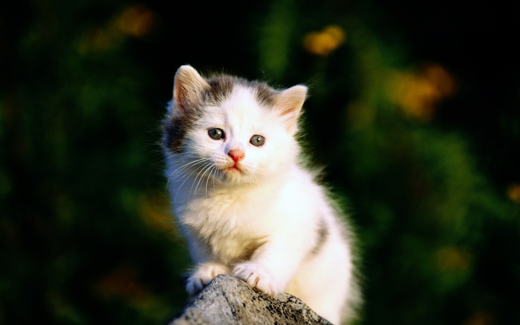 Beautiful Cute And Sweet Cat Wallpapers Are Waiting - Sweet Wallpaper Cute Cats , HD Wallpaper & Backgrounds