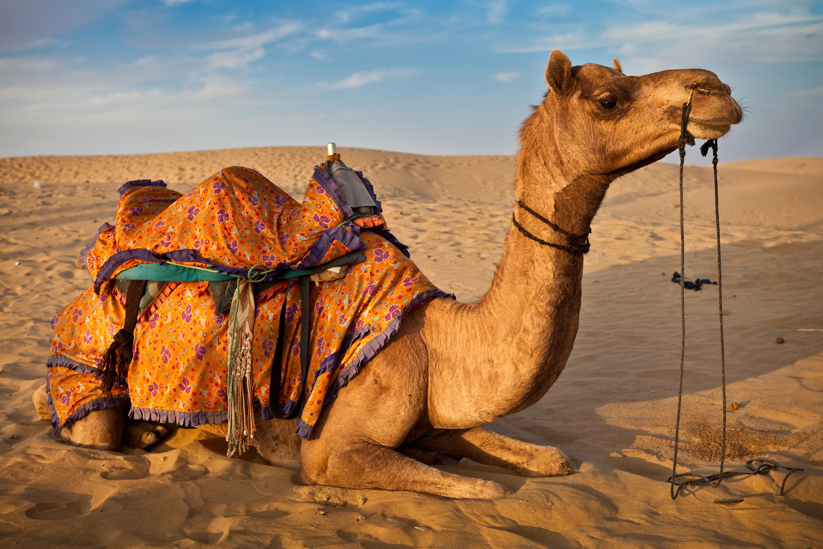 Rajasthan Pics, Man Made Collection - Camel Wallpaper Hd , HD Wallpaper & Backgrounds