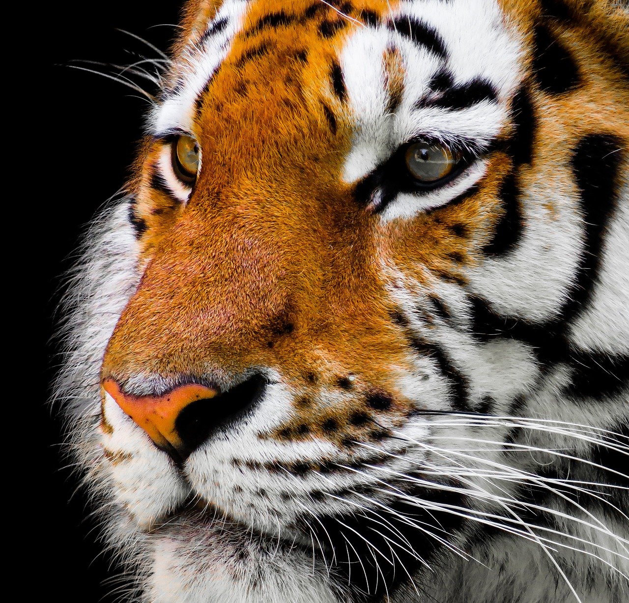 Tiger Face , HD Wallpaper & Backgrounds