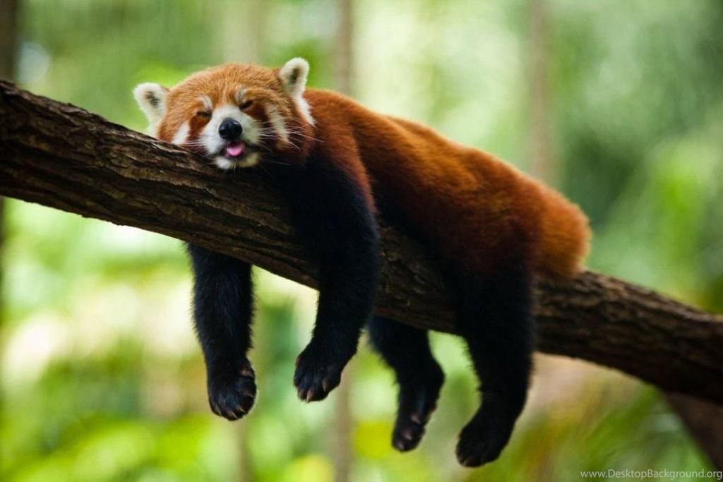 Red Panda Hd Wallpapers - Red Panda In Forest , HD Wallpaper & Backgrounds