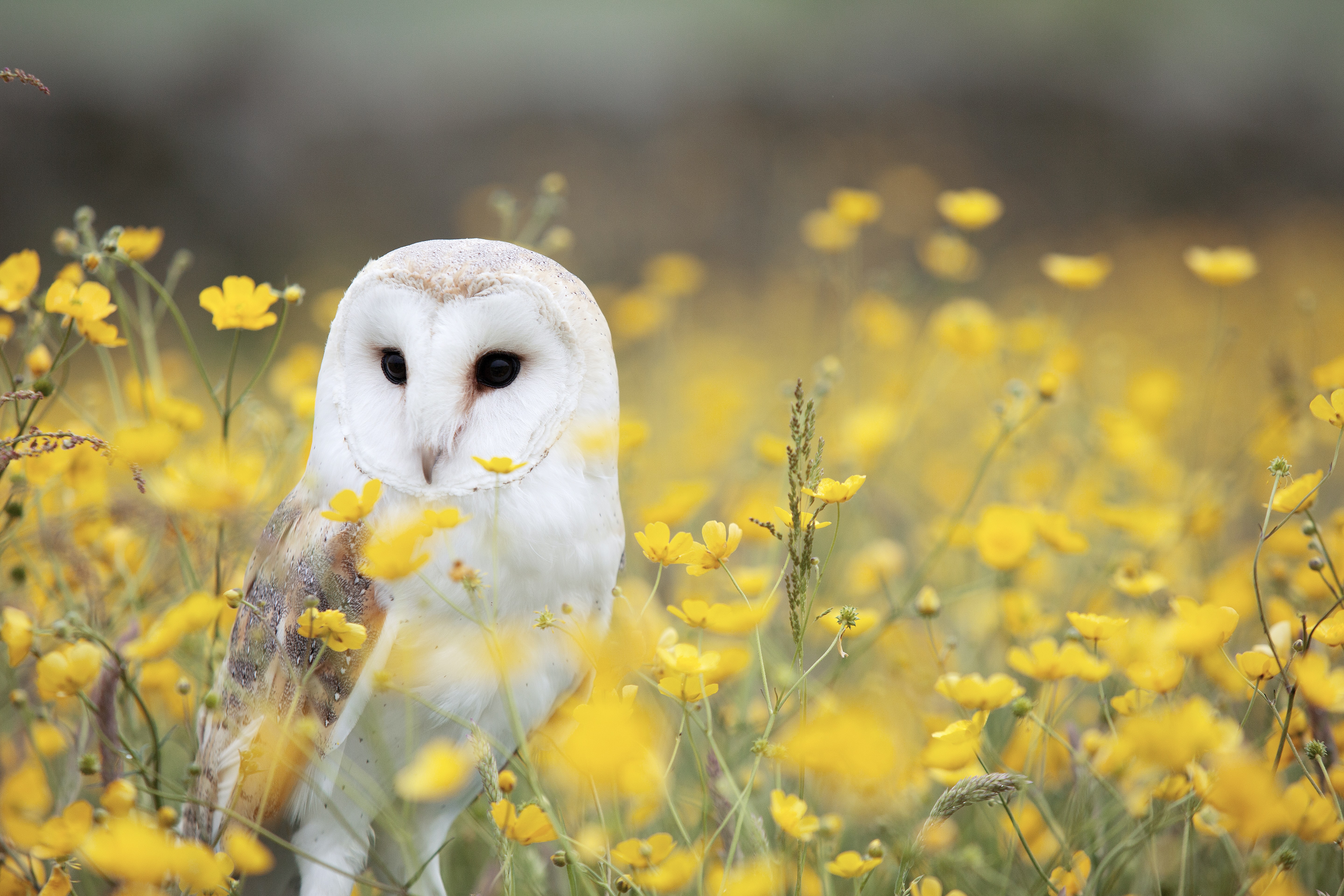 Barn Owl With Flowers , HD Wallpaper & Backgrounds