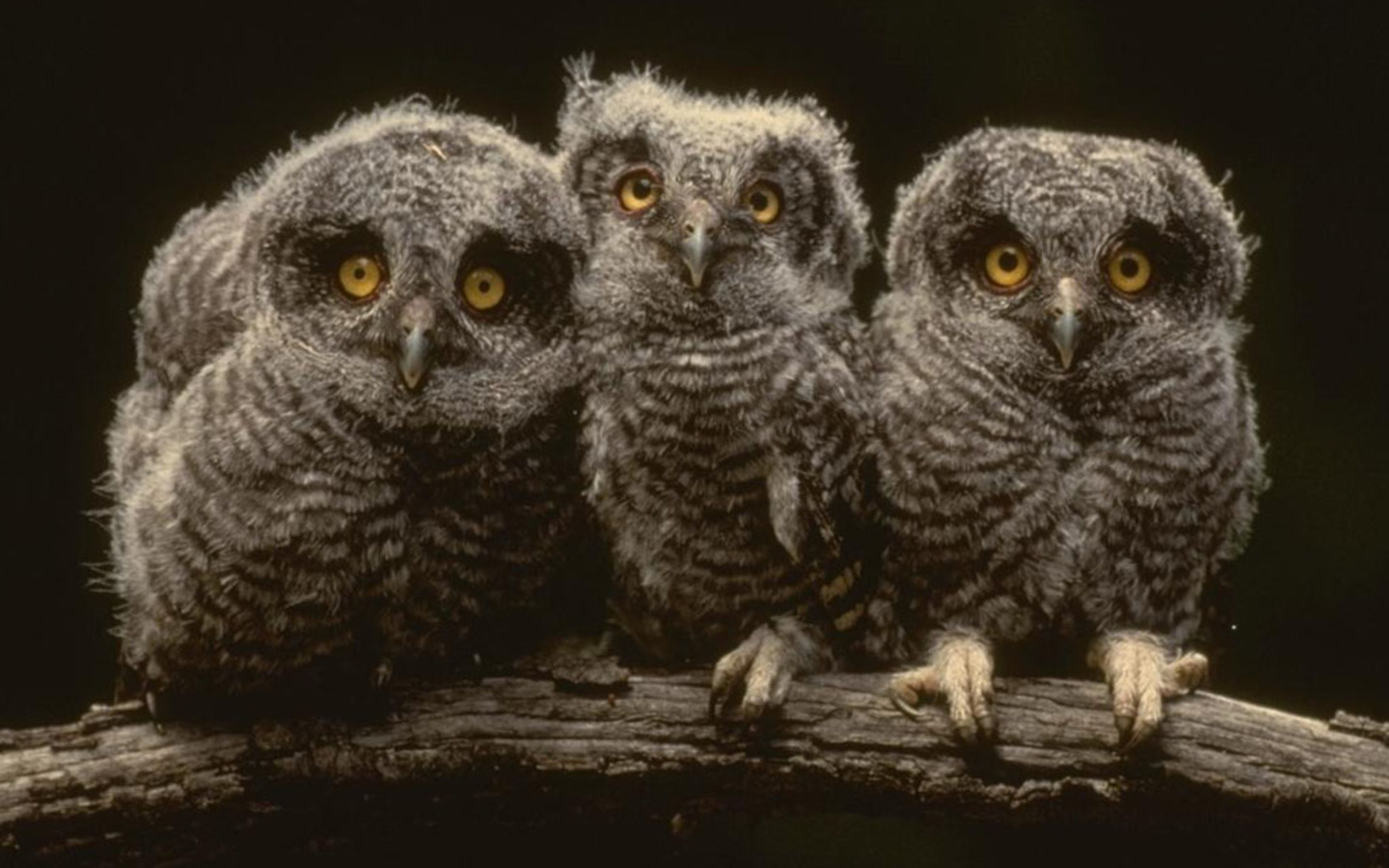 Owls - Friends Come In Different Forms , HD Wallpaper & Backgrounds