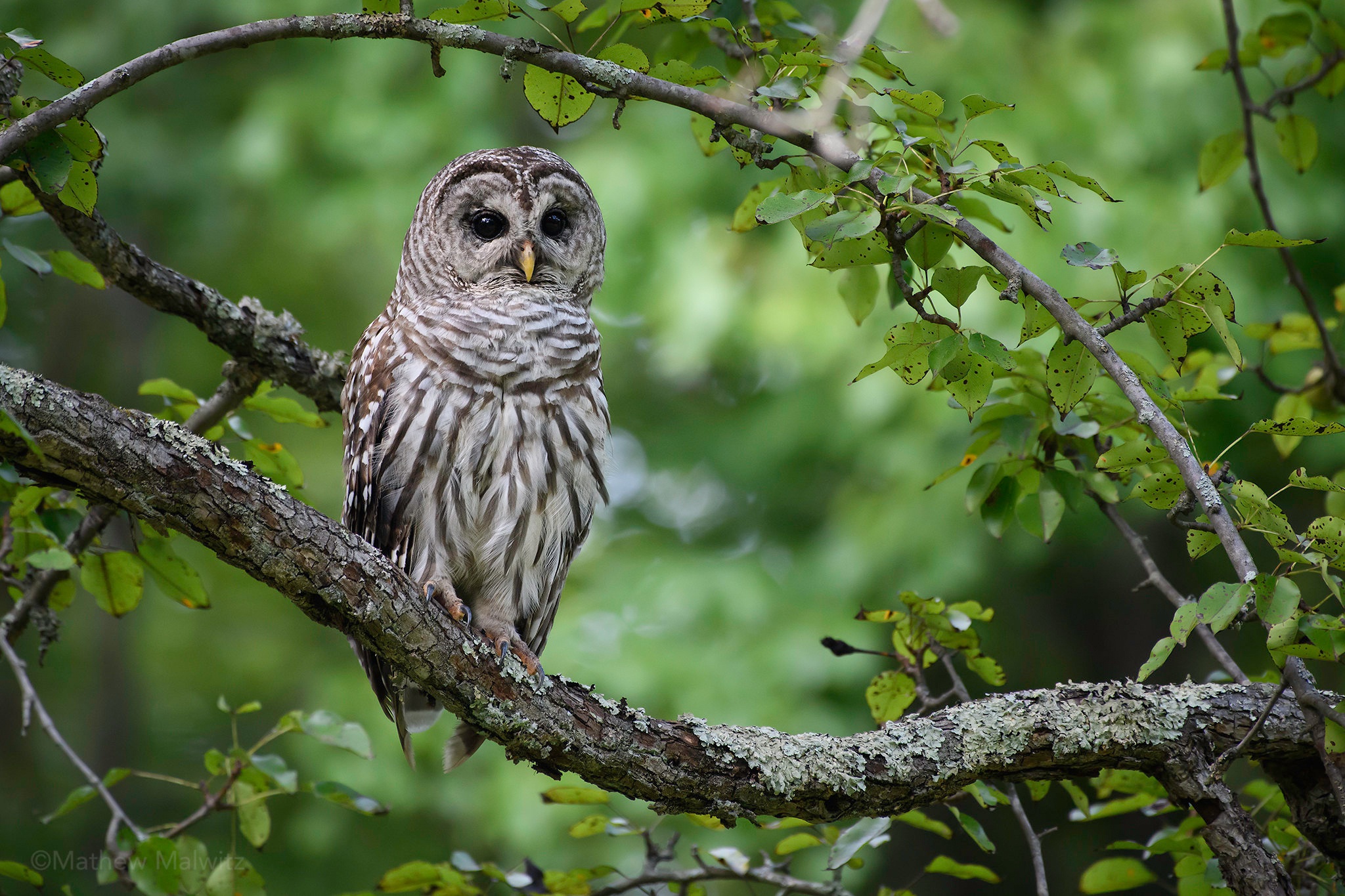 Animal Barred Owl Birds Owls Owl Bird Wildlife Hd Wallpaper - Owl Desktop Background , HD Wallpaper & Backgrounds