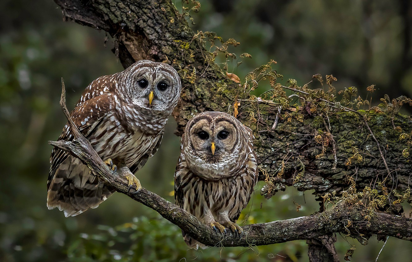 Photo Wallpaper Birds, Tree, Branch, Owls, A Couple, - Barred Owl Wallpaper Tree , HD Wallpaper & Backgrounds