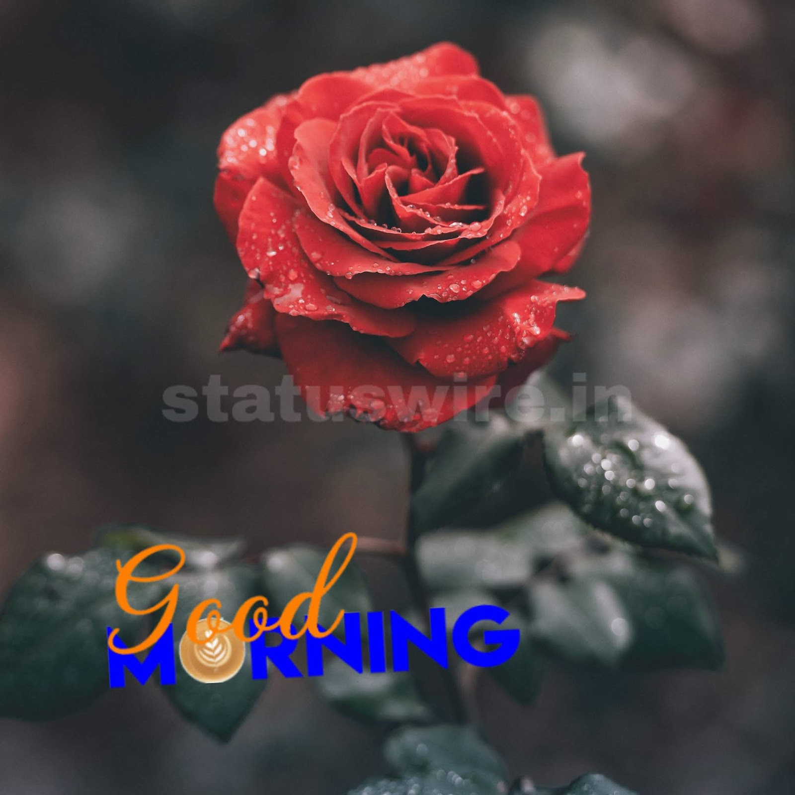 Rose Good Morning Wallpaper - Rose Good Morning Hd , HD Wallpaper & Backgrounds