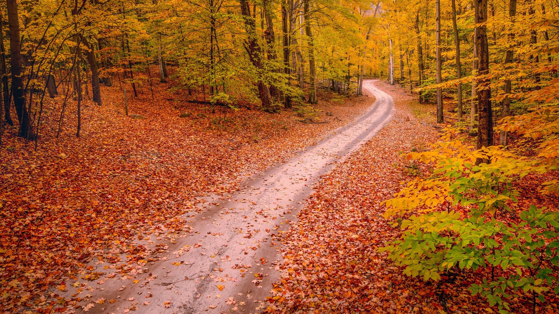 Wallpaper Autumn, Trees, Path, Nature Scenery - Wallpaper , HD Wallpaper & Backgrounds